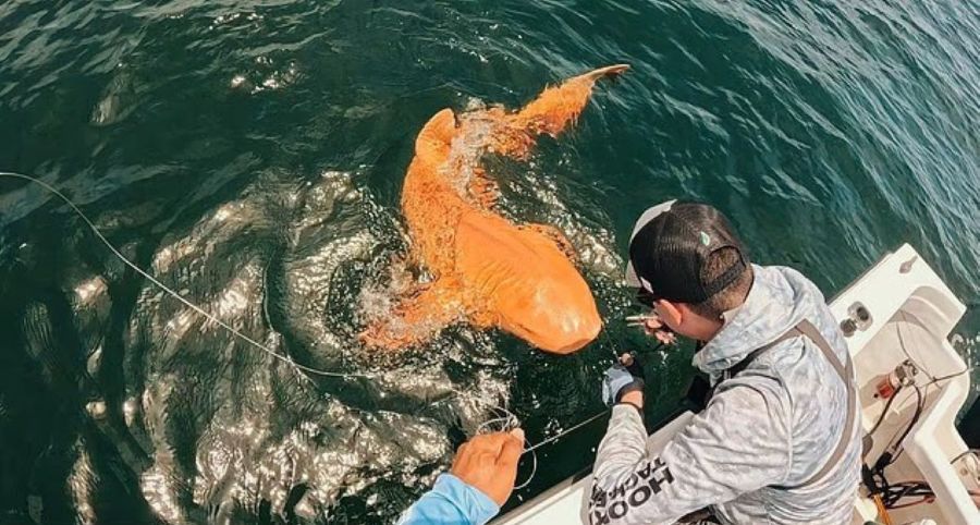 Ikan yu kuning emas kejutkan pemancing di Costa Rica