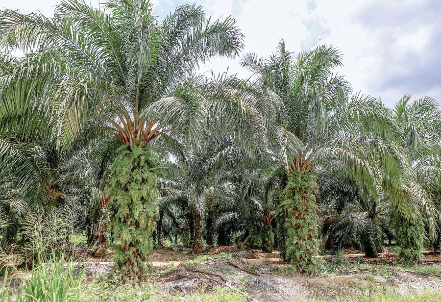 Pemilik kebun buat laporan polis, dakwa diugut