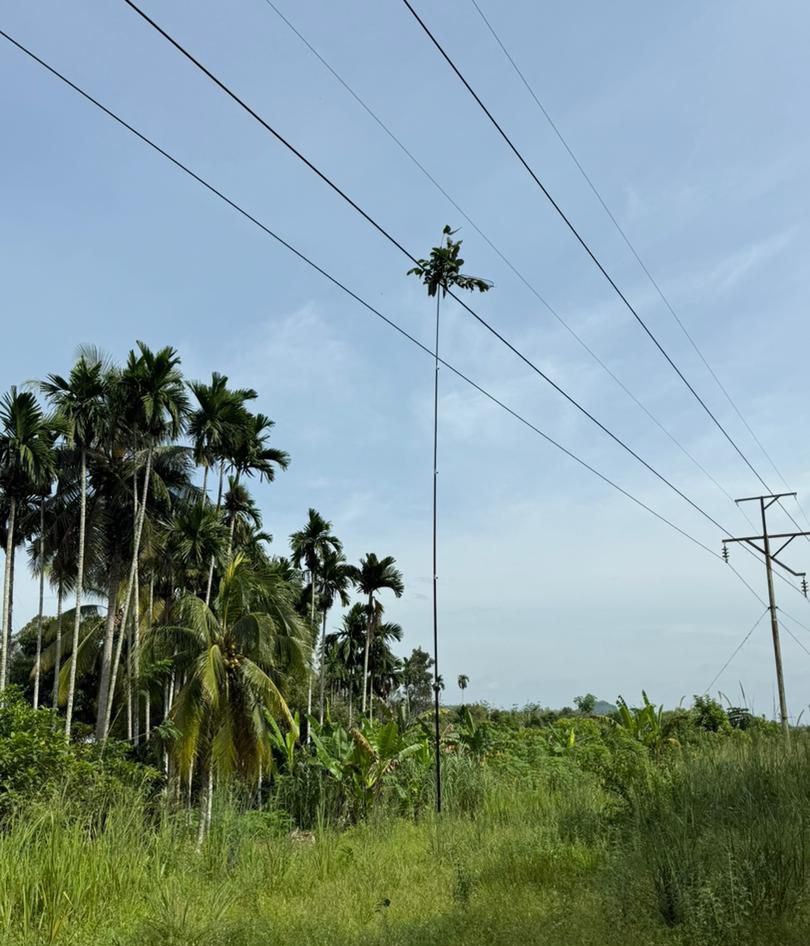 Lelaki maut renjatan elektrik ketika memikat burung
