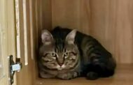 Mahkamah China cuba lelong kucing selesaikan hutang pemilik