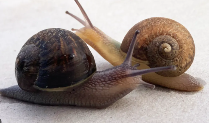 Kempen ‘cari jodoh’ untuk seekor siput di New Zealand