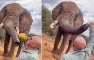Pelancong Sepanyol dikecam beri gajah ‘minum’ bir