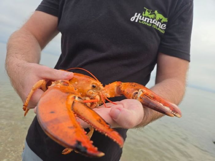 Udang galah aneh dilepaskan semula ke laut