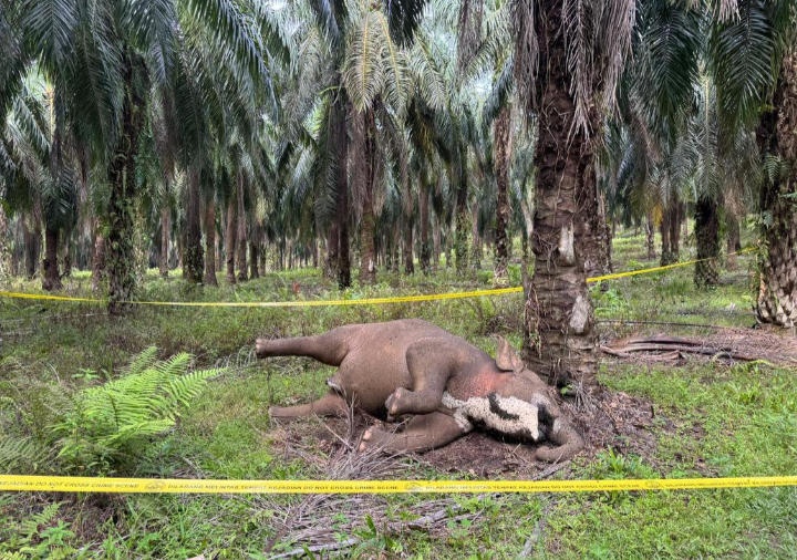 Kegagalan fungsi organ dalaman dipercayai punca kematian gajah ditemui di Ladang Felcra  – Liew