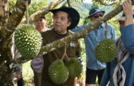 加馬威吁民加強種優質品種 沙放眼拓展高端榴槤出口中國
