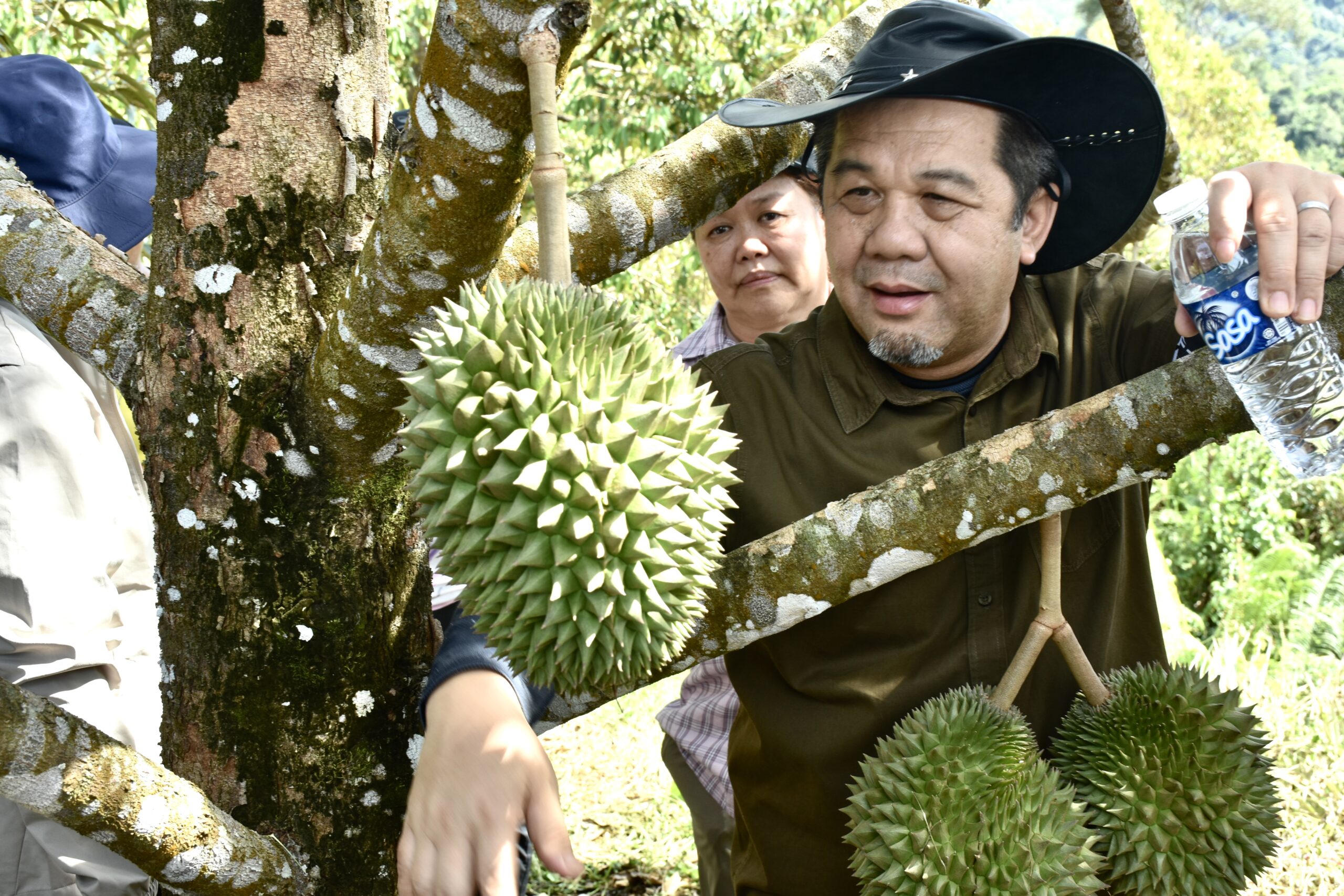 Sabah momorikot kopoingkawasan kopoudaran ‘durian premium’ kumaa China