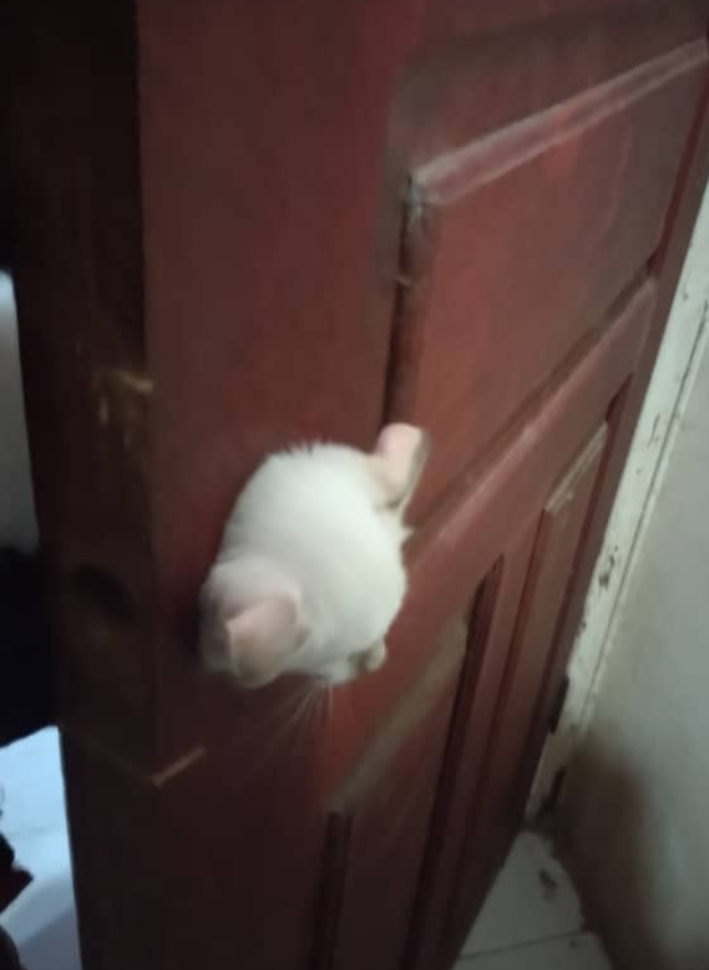 Bomba selamatkan kucing tersangkut di lubang tombol pintu