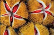 Durian Merah berpotensi produk baharu makanan Sabah