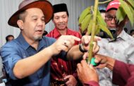 Ranau perkasa industri durian, lembaga khas dicadang bantu pekebun – Jamawi