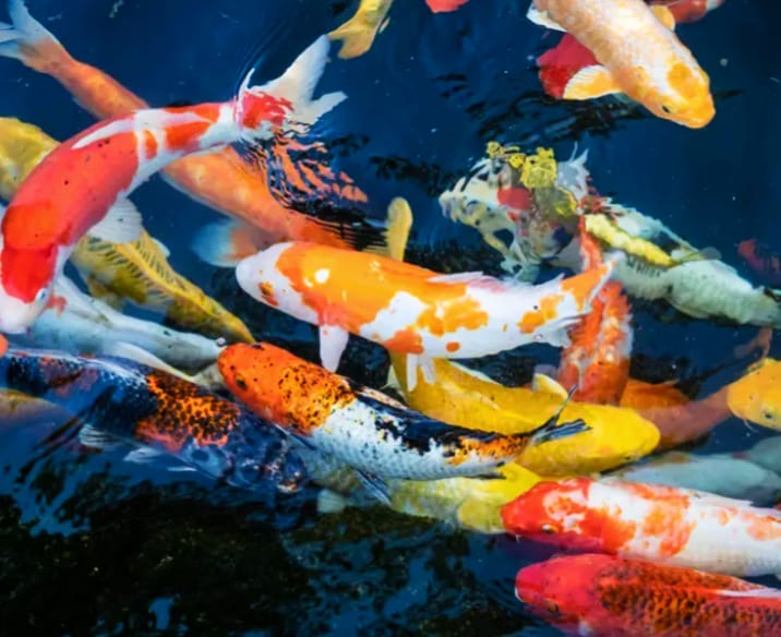 Sabah arah keluarkan ikan koi lindungi ekosistem sungai