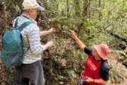 Tumbuhan misteri di Tawau disahkan sebagai spesies baharu