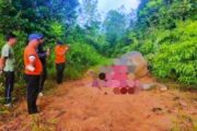 Kematian gajah Borneo di Tongod disyaki jenayah hidupan liar