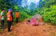 Kematian gajah Borneo di Tongod disyaki jenayah hidupan liar