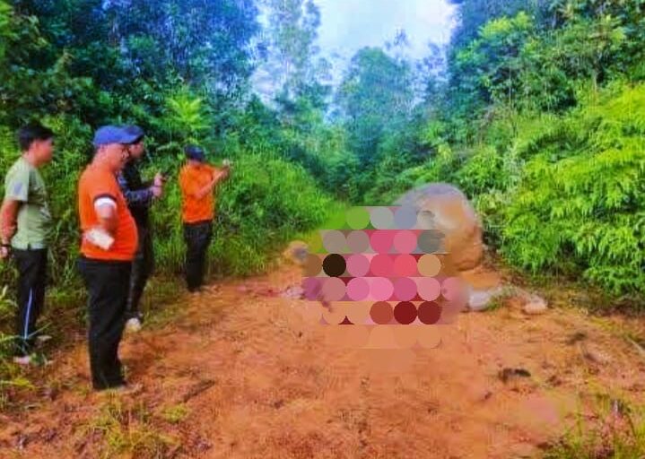 Kematian gajah Borneo di Tongod disyaki jenayah hidupan liar