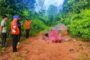 Kematian gajah Borneo di Tongod disyaki jenayah hidupan liar