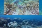 Tindakan tegas insiden bom ikan di TMTS