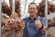 MARDI perkasa bawang merah tempatan