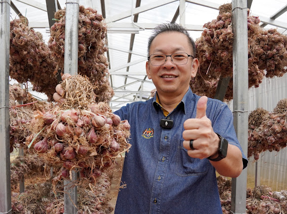 MARDI perkasa bawang merah tempatan