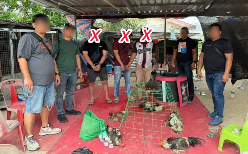 Polis tahan tiga lelaki, rampas lapan ayam sabung di P’pang
