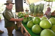 Sabah sasar 600 hektar penanaman avokado menjelang 2035