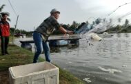 RM1 juta atasi masalah elektrik pengusaha udang Beaufort