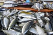 Nekmat rancang bawa 12 tan ikan Sabah ke Semenanjung melalui laut