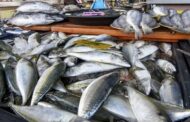 Nekmat rancang bawa 12 tan ikan Sabah ke Semenanjung melalui laut