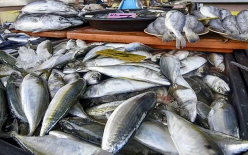 Nekmat rancang bawa 12 tan ikan Sabah ke Semenanjung melalui laut