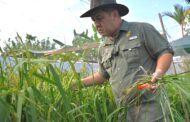 Sabah usahakan 10,000 hektar tanah terbiar untuk tanaman padi