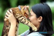 75 kucing ditemukan dalam apartmen kecil di Paris selepas penyewa dihalau