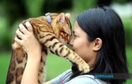 75 kucing ditemukan dalam apartmen kecil di Paris selepas penyewa dihalau
