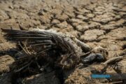 California isytihar darurat bagi persiapan hadapi musim El Nino