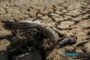 California isytihar darurat bagi persiapan hadapi musim El Nino