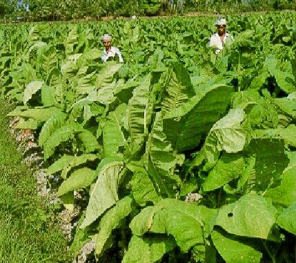 43.5 hektar tanaman tembakau di Ranau jana pendapatan hampir RM2 juta setahun - Noraini