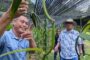 Kiulu set for second phase of vanilla vine distribution