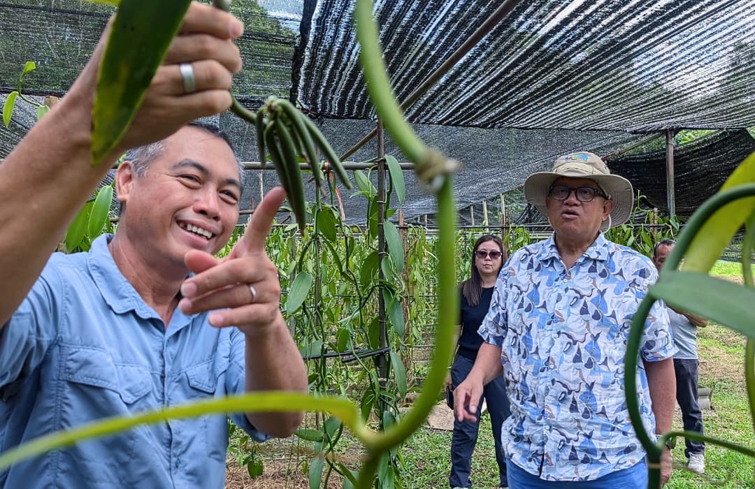 Kiulu set for second phase of vanilla vine distribution