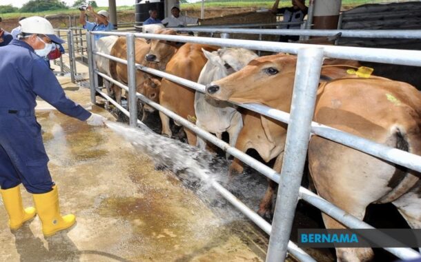 “Jantan Terhebat”, penternak Kemboja jana pendapatan tawar sesi pembiakan dengan lembu kacukan