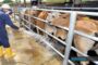 “Jantan Terhebat”, penternak Kemboja jana pendapatan tawar sesi pembiakan dengan lembu kacukan