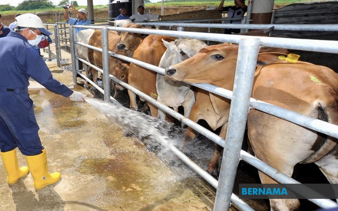 “Jantan Terhebat”, penternak Kemboja jana pendapatan tawar sesi pembiakan dengan lembu kacukan