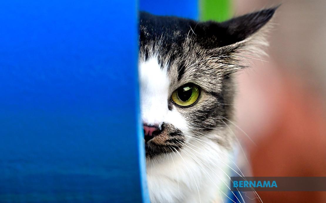 Polis dapatkan pemeriksaan veterinar kes tidak senonoh lelaki terhadap kucing